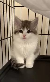 A.T 様のお迎えした子猫