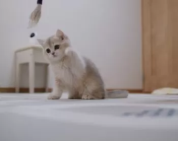 まもん 様のお迎えした子猫