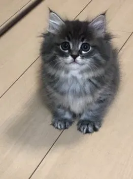 Nakkan 様のお迎えした子猫