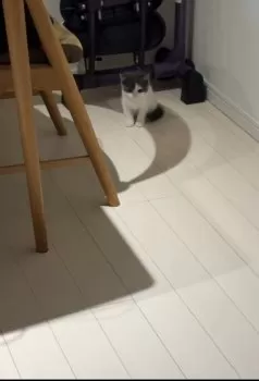 K.Y 様のお迎えした子猫