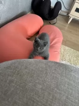 S.K 様のお迎えした子猫