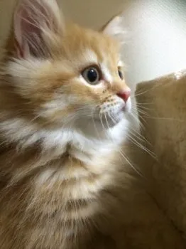 キラキラ 様のお迎えした子猫