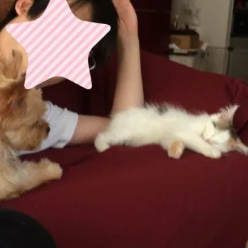 あかり 様のお迎えした子猫