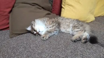 J.A 様のお迎えした子猫