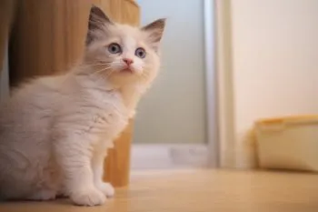 みくりママ 様のお迎えした子猫