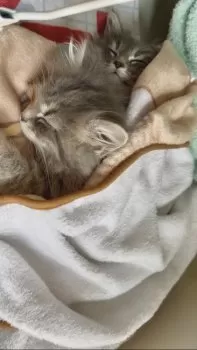 ましゅしゅが 様のお迎えした子猫