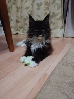 まめ 様のお迎えした子猫