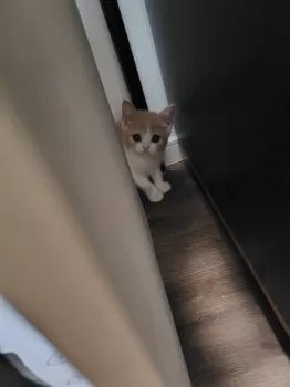 海 様のお迎えした子猫