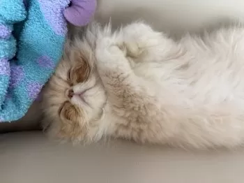 ユウヤ 様のお迎えした子猫