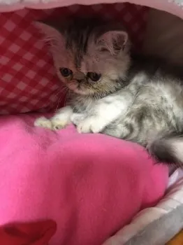 pink4165 様のお迎えした子猫