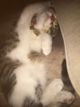 REl 様のお迎えした子猫