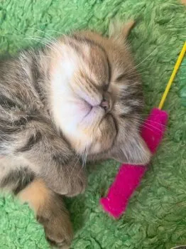 ほっけママ 様のお迎えした子猫