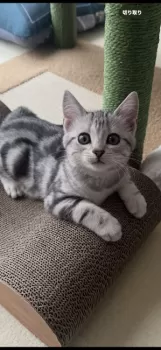 さらまつ 様のお迎えした子猫