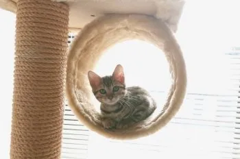 ルノーブ 様のお迎えした子猫