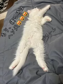 S.Ｉ 様のお迎えした子猫