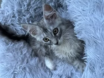 nekopapa 様のお迎えした子猫