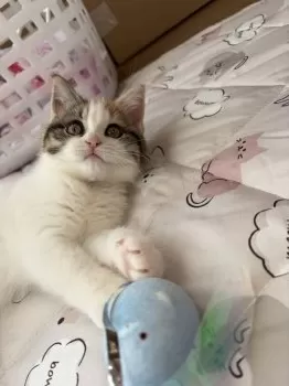 K.Ｉ 様のお迎えした子猫