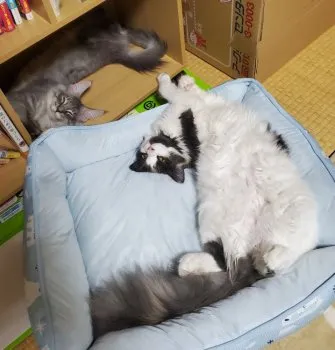 しち 様のお迎えした子猫