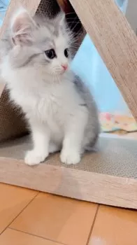 J.Y 様のお迎えした子猫