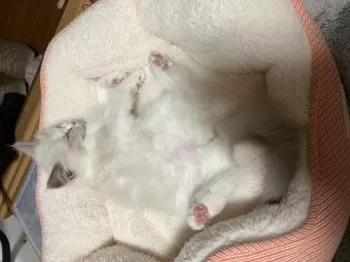 T.N 様のお迎えした子猫
