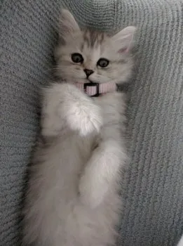 パンナ 様のお迎えした子猫