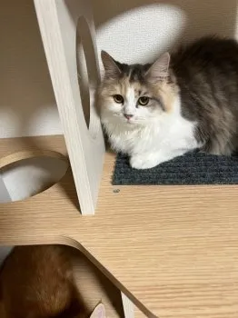 ミニうさ 様のお迎えした子猫