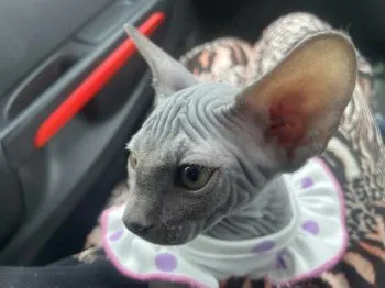 帆波 様のお迎えした子猫