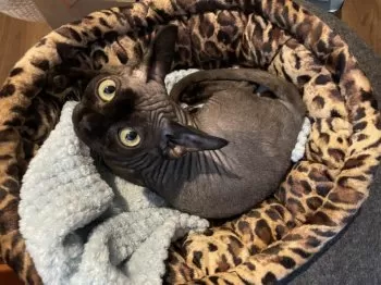 なりぃ 様のお迎えした子猫