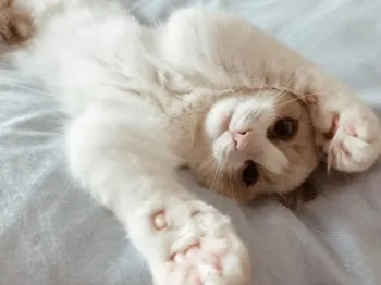 ゆきゆき 様のお迎えした子猫