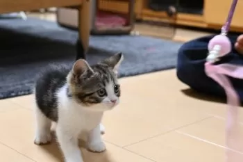 R.S 様のお迎えした子猫