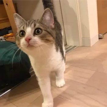 K.N 様のお迎えした子猫