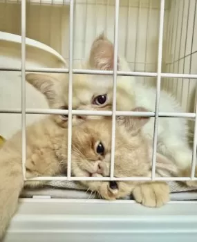 R.I 様のお迎えした子猫