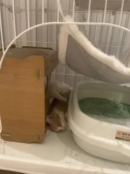 E.T 様のお迎えした子猫