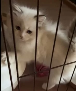 A.S 様のお迎えした子猫