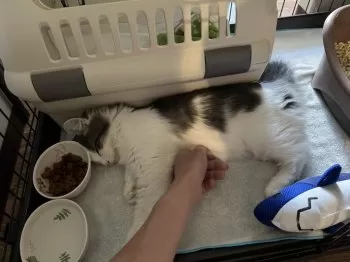 T.H 様のお迎えした子猫