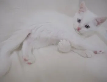 ai 様のお迎えした子猫