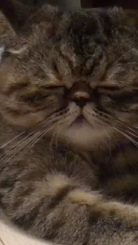 猫大名 様のお迎えした子猫