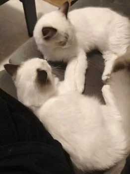 K.K 様のお迎えした子猫