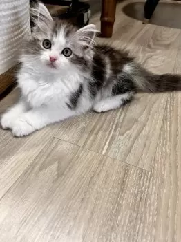 リキママ 様のお迎えした子猫