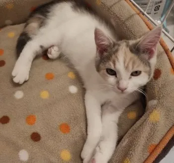 まっきー 様のお迎えした子猫