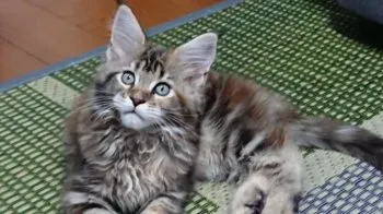 Spring Man 様のお迎えした子猫