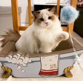 Fb and Ak 様のお迎えした子猫