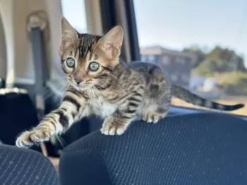 J.M 様のお迎えした子猫