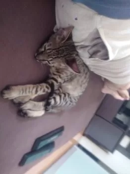 Go 様のお迎えした子猫