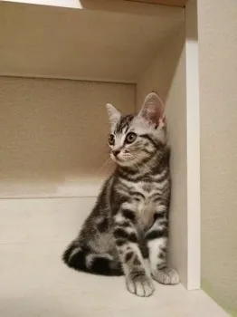 かよ 様のお迎えした子猫