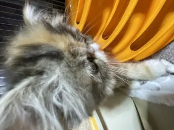 M.T 様のお迎えした子猫