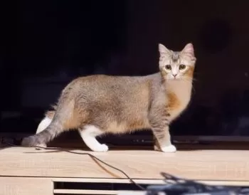 おちゃ 様のお迎えした子猫