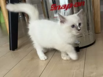 D.S 様のお迎えした子猫
