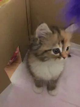 ハル 様のお迎えした子猫