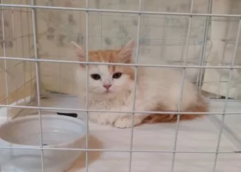 Y.Y 様のお迎えした子猫